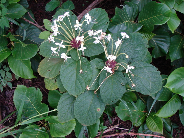 Clerodendrum capitatum var. capitatum Clerodendrum capitatum var. capitatum