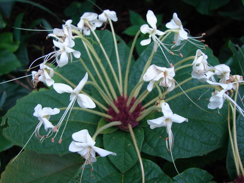 Clerodendrum capitatum var. capitatum Clerodendrum capitatum var. capitatum