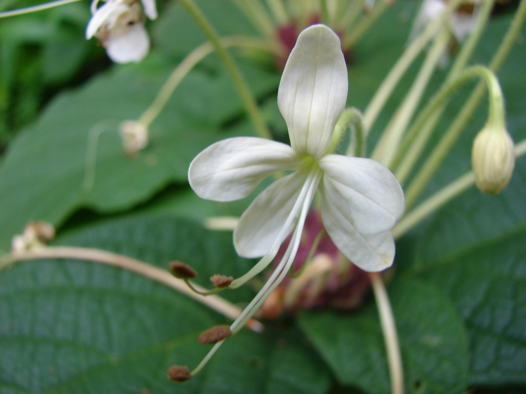 Clerodendrum capitatum var. capitatum Clerodendrum capitatum var. capitatum