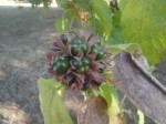 Clerodendrum capitatum var. capitatum