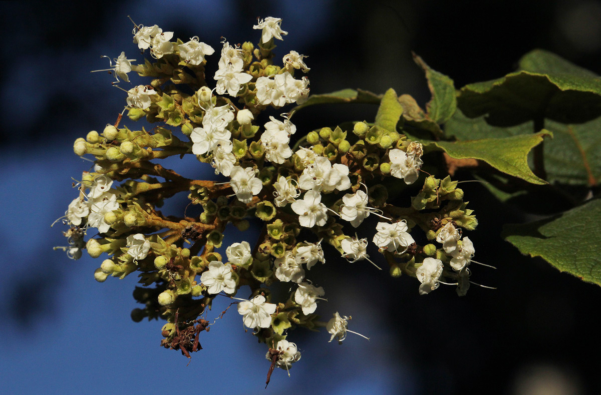 Clerodendrum johnstonii var. johnstonii