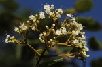 Clerodendrum johnstonii var. johnstonii