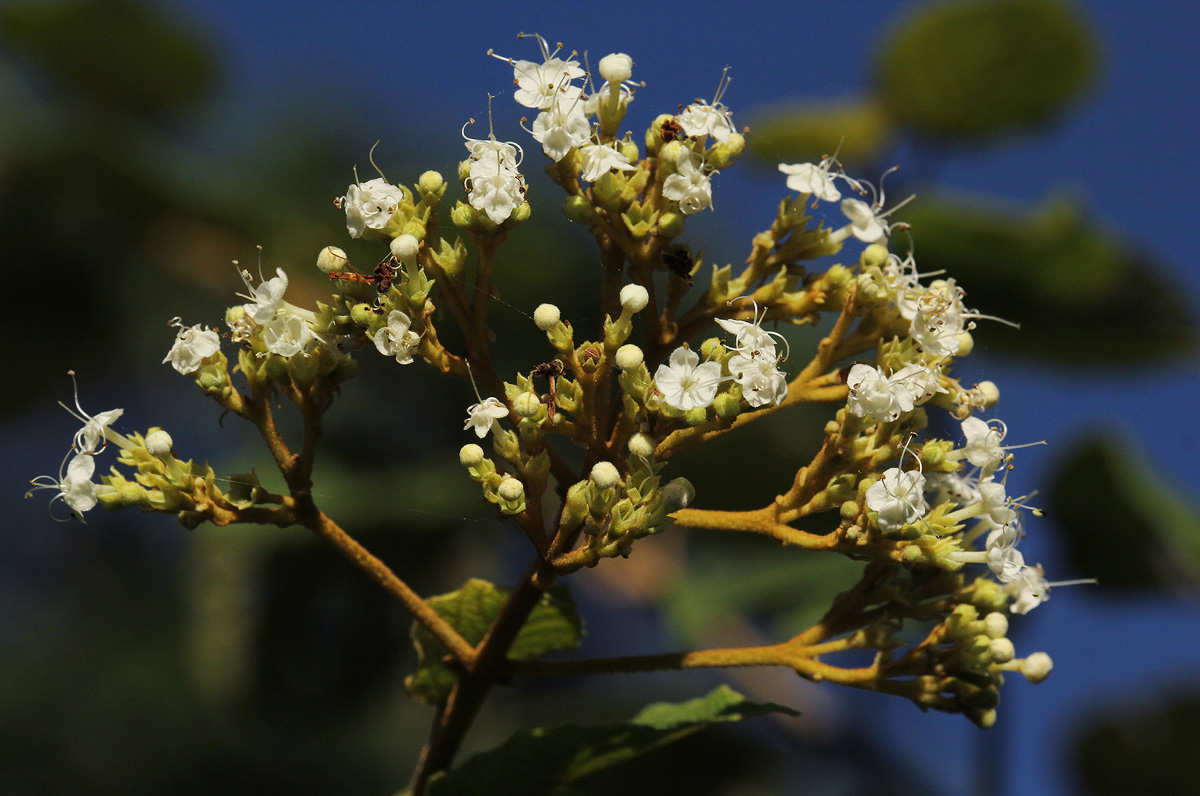 Clerodendrum johnstonii var. johnstonii