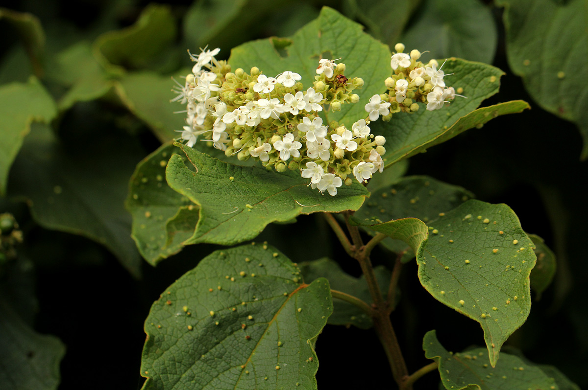 Clerodendrum johnstonii var. johnstonii