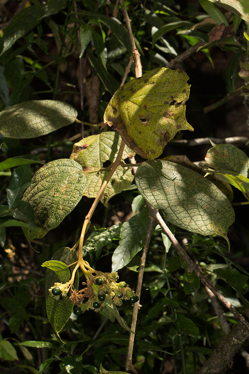 Clerodendrum johnstonii var. johnstonii