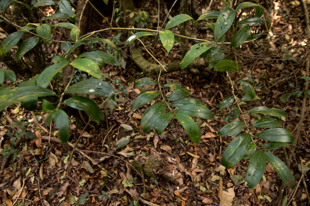 Dracaena laxissima Dracaena laxissima