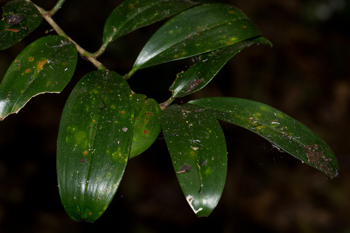 Dracaena laxissima Dracaena laxissima