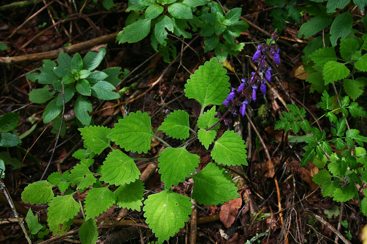 Coleus autranii
