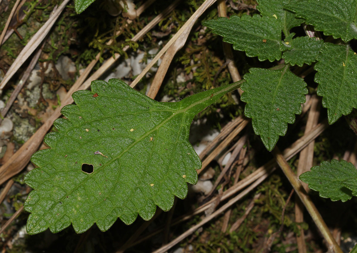 Coleus autranii