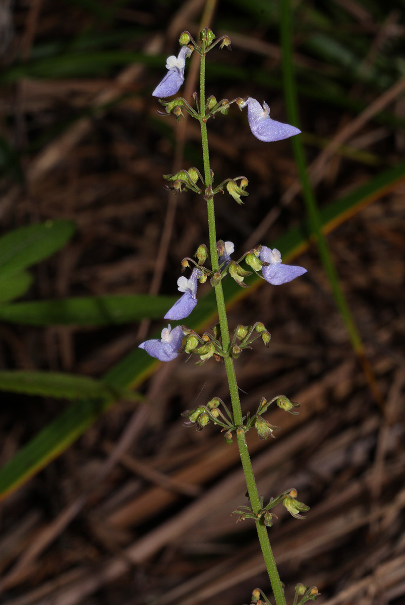 Coleus autranii