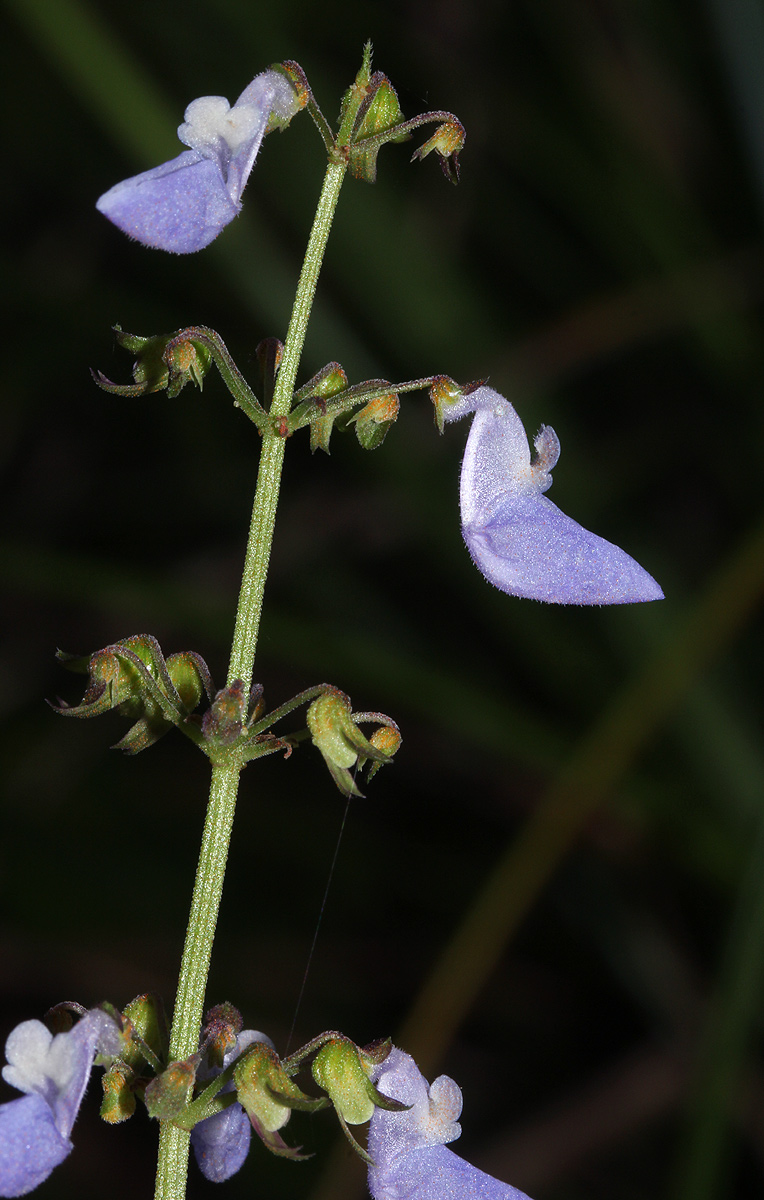 Coleus autranii