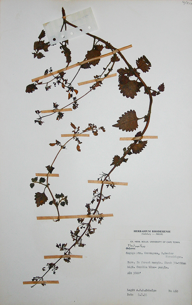 Coleus autranii