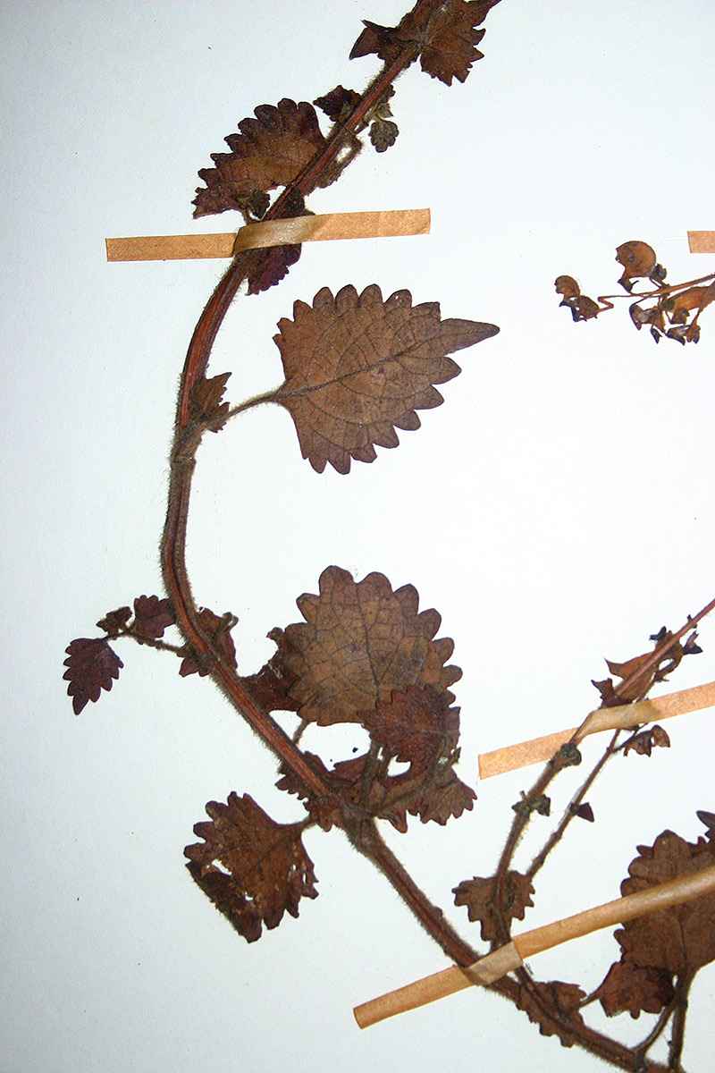 Coleus autranii Coleus autranii