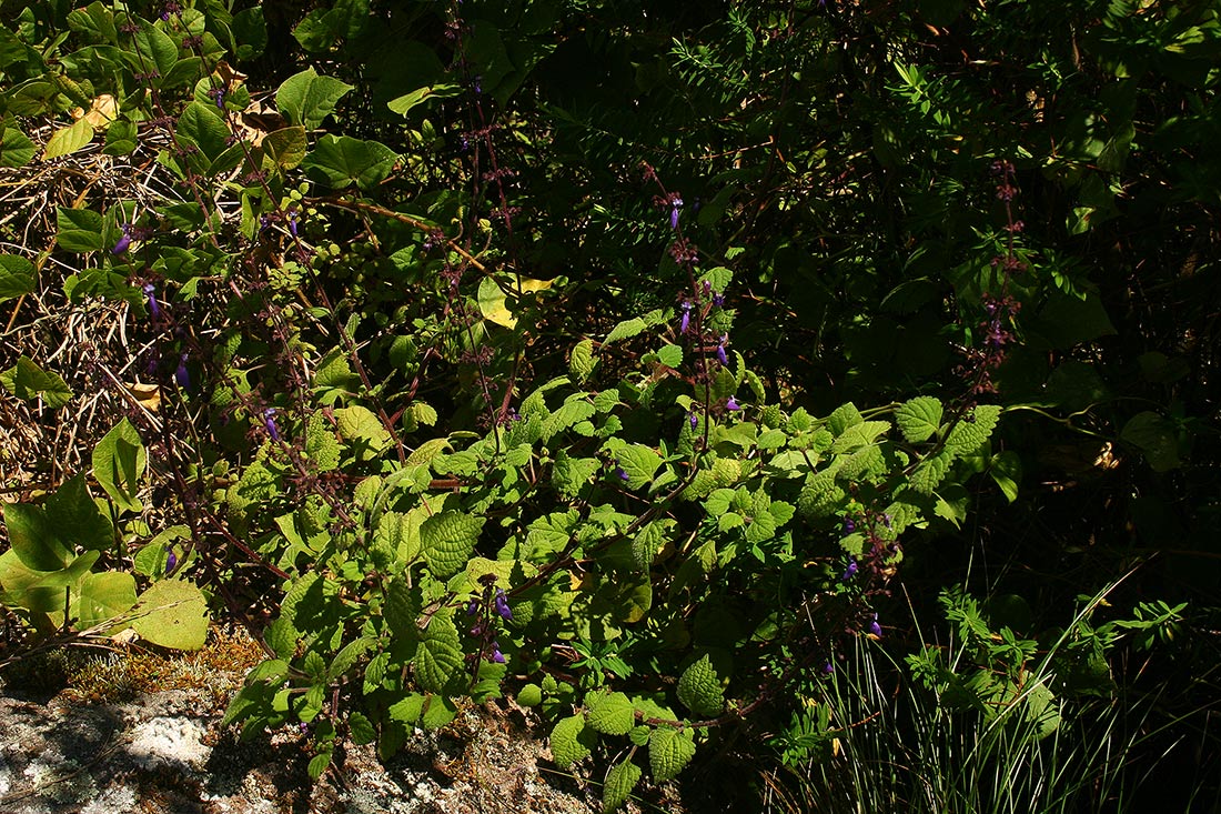 Coleus autranii