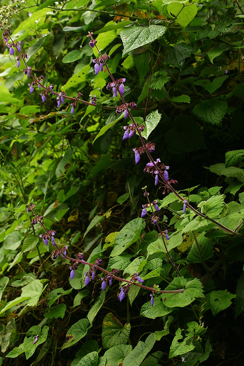 Coleus autranii