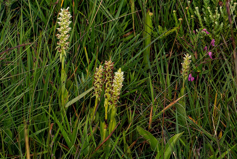 Satyrium amblyosaccos