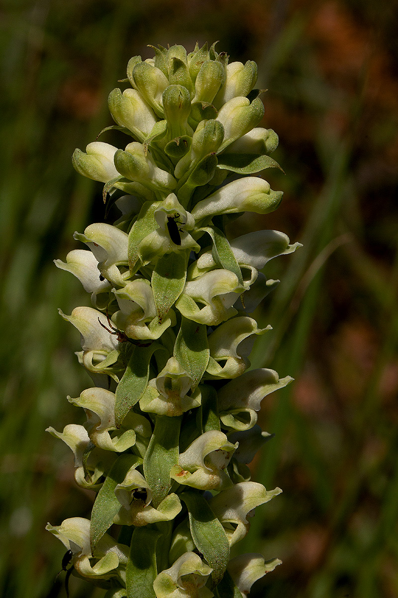 Satyrium amblyosaccos