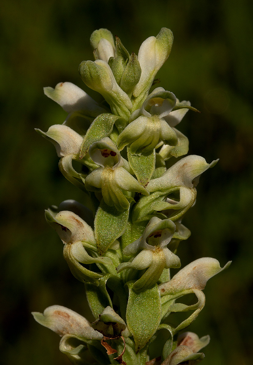 Satyrium amblyosaccos