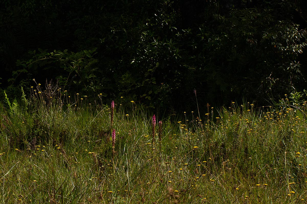 Satyrium crassicaule Satyrium crassicaule