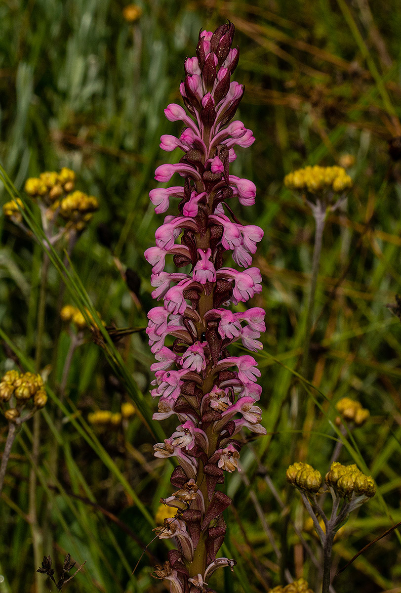 Satyrium crassicaule Satyrium crassicaule