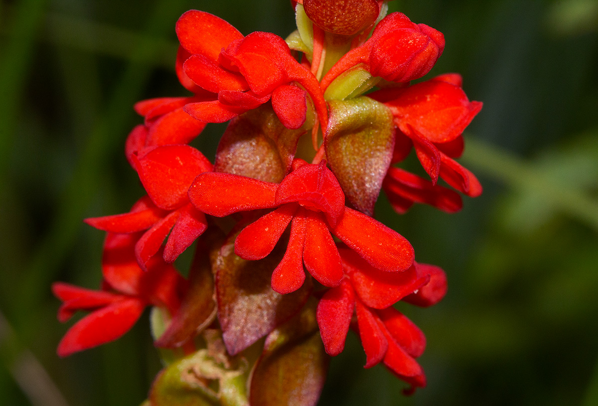 Satyrium orbiculare Satyrium orbiculare