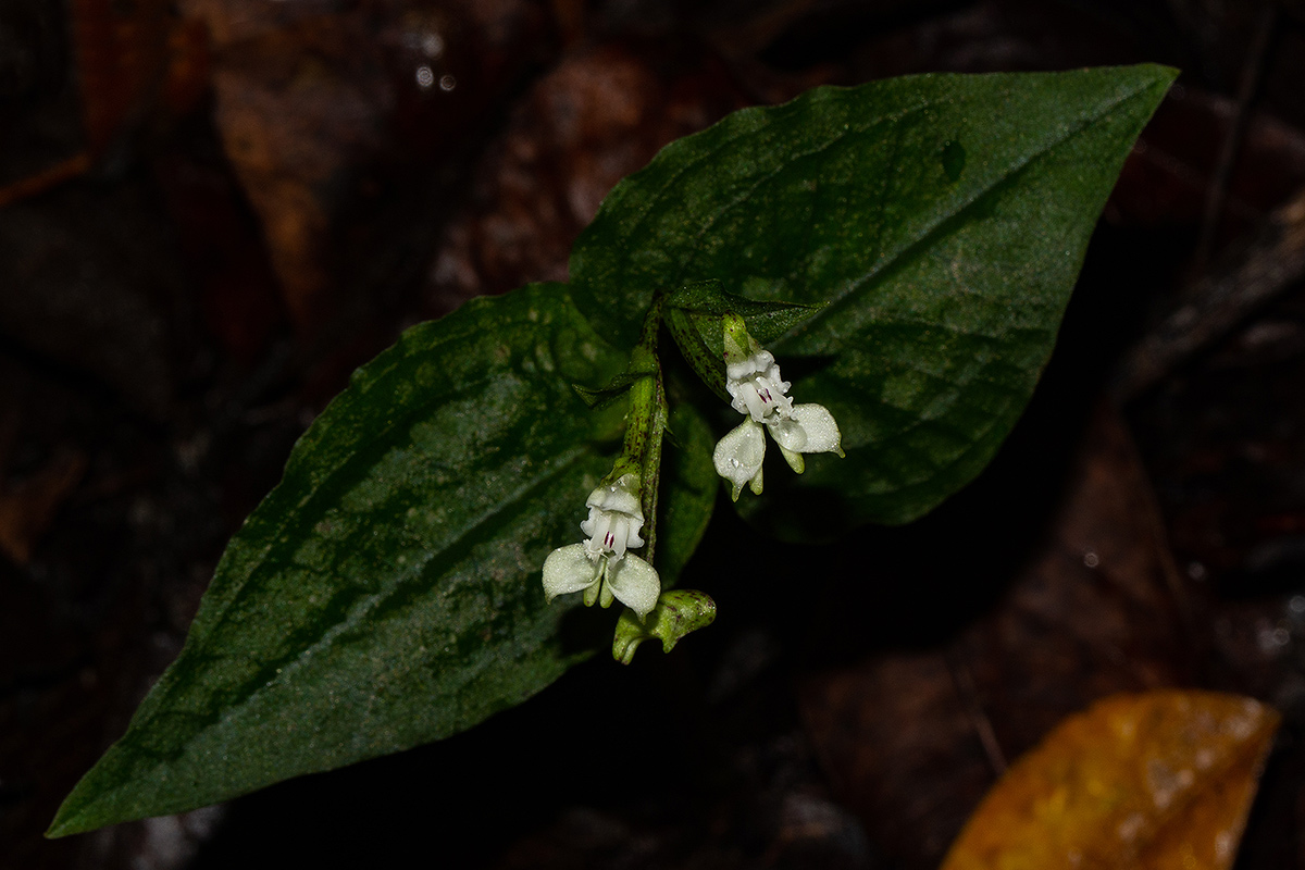 Disperis thomensis Disperis thomensis