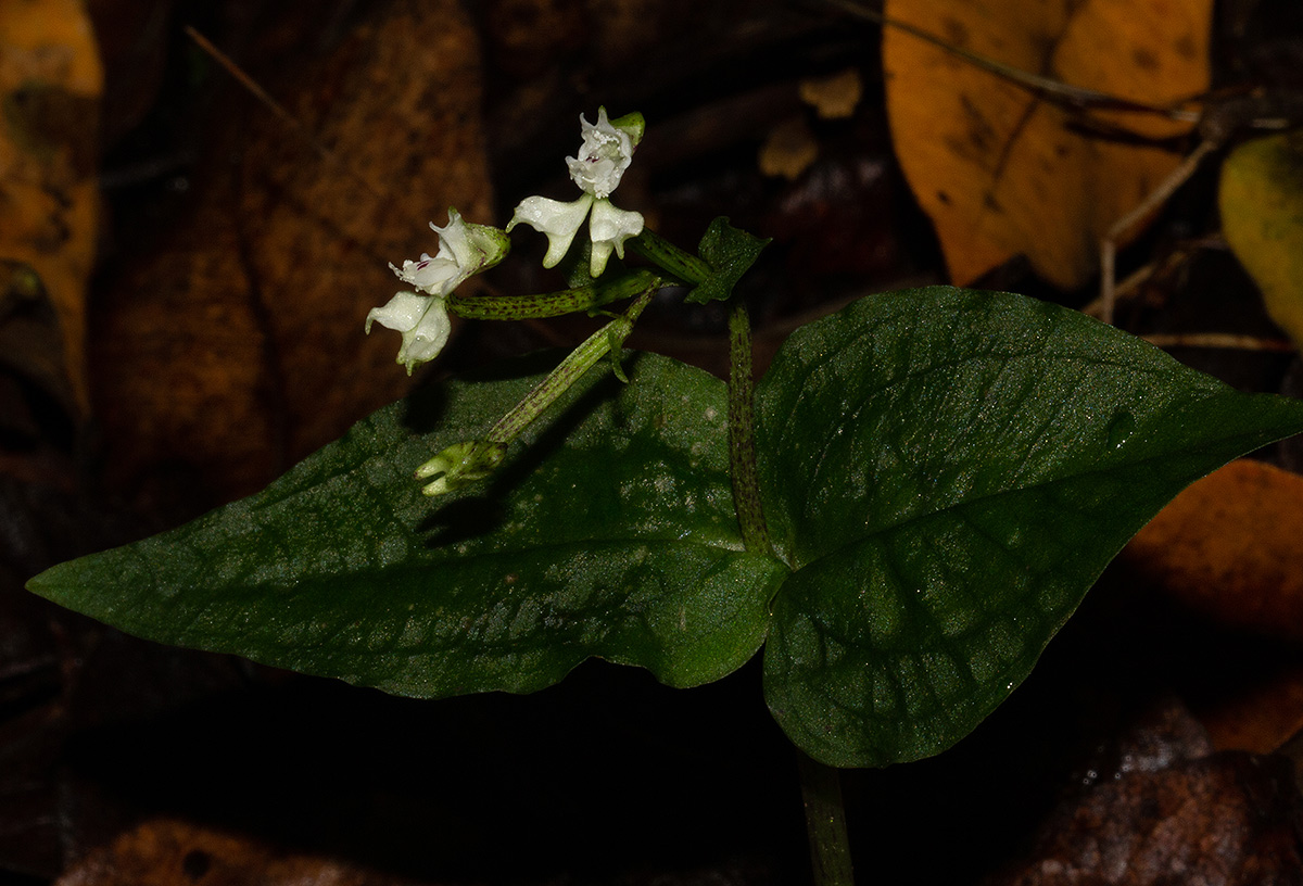 Disperis thomensis Disperis thomensis