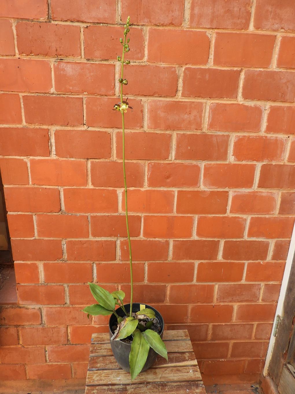 Oeceoclades saundersiana