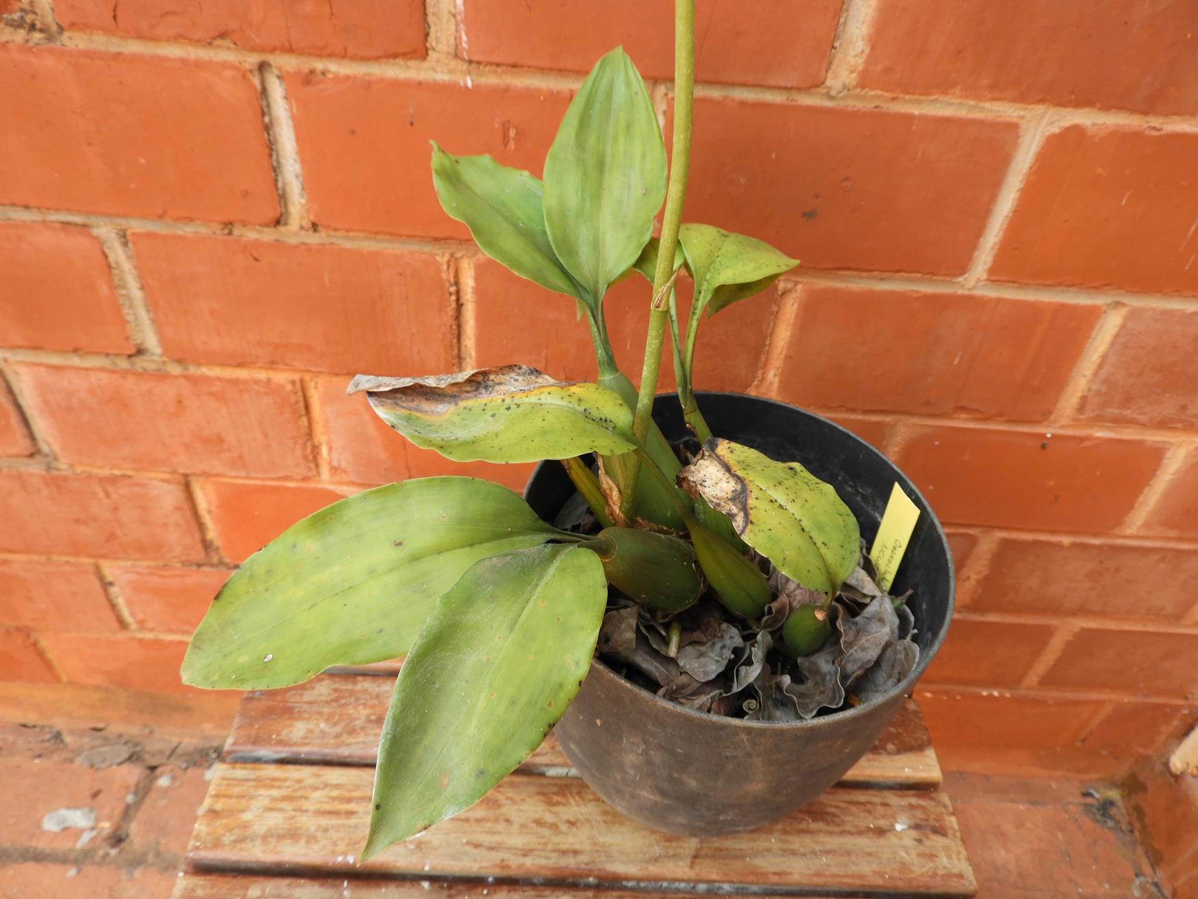 Oeceoclades saundersiana