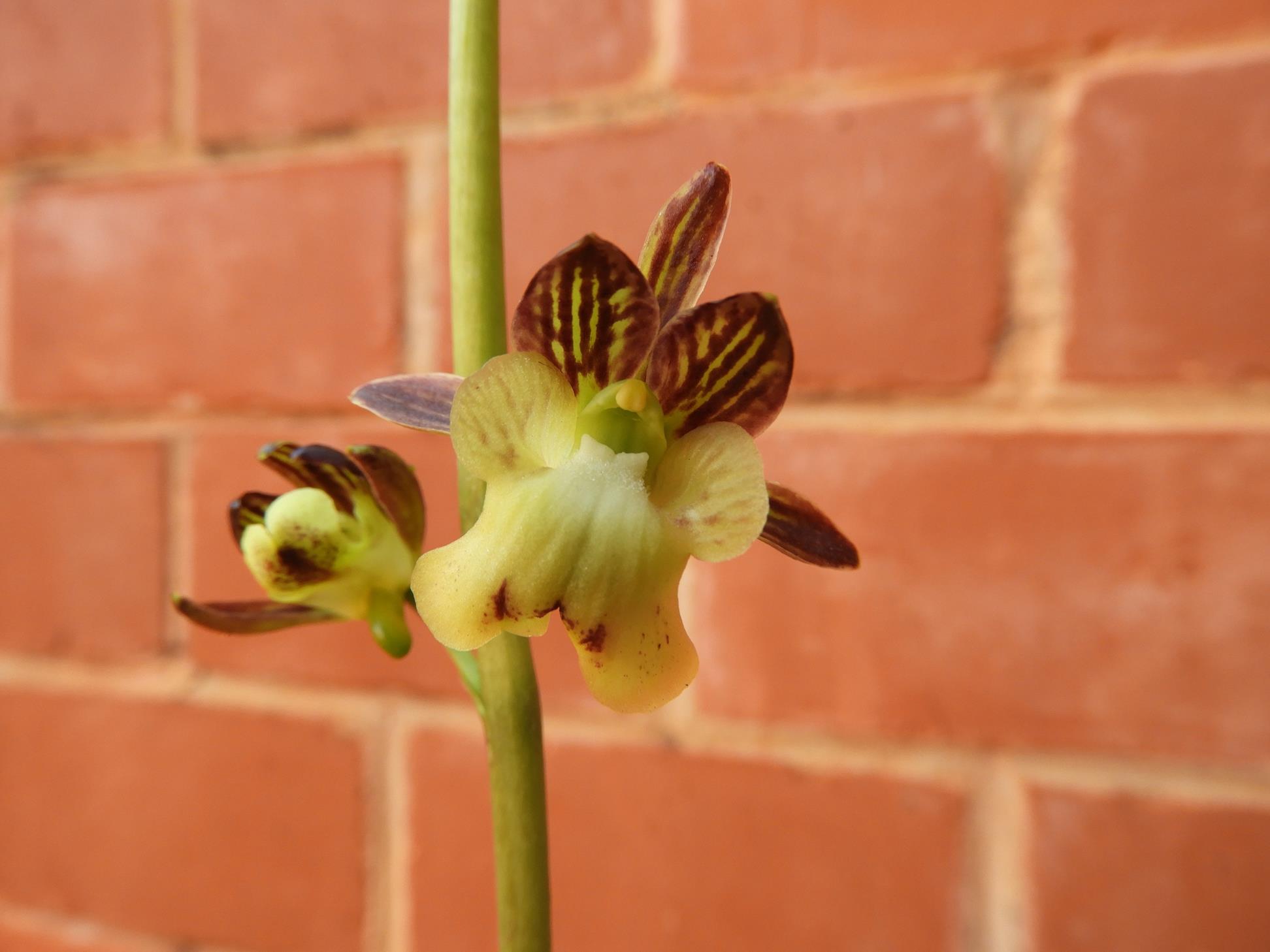 Oeceoclades saundersiana