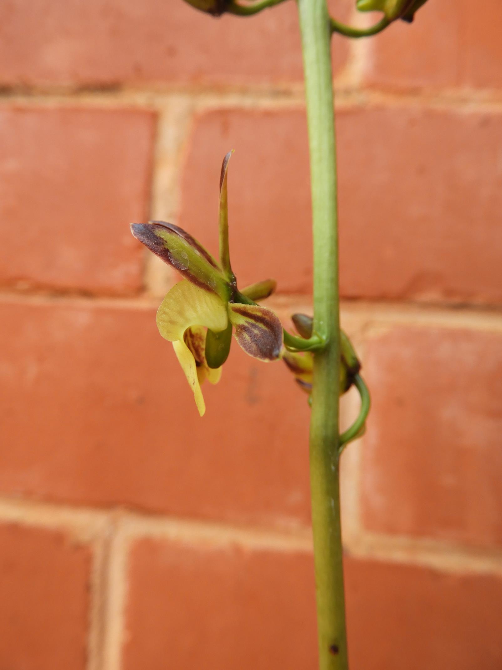 Oeceoclades saundersiana