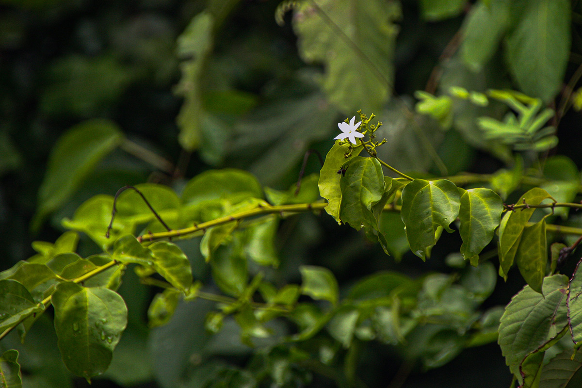 Jasminum dichotomum Jasminum dichotomum
