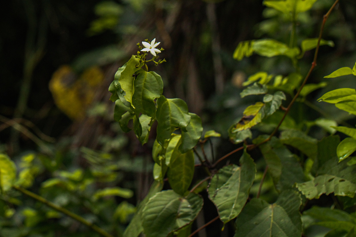 Jasminum dichotomum Jasminum dichotomum