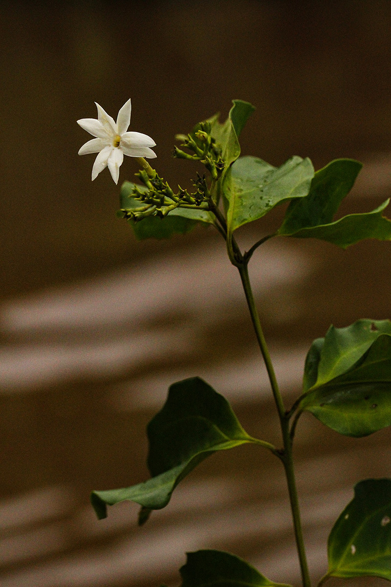 Jasminum dichotomum Jasminum dichotomum