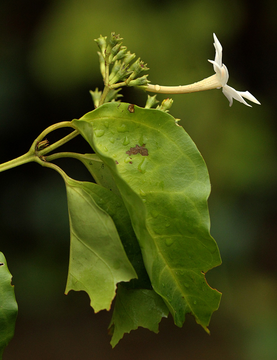 Jasminum dichotomum Jasminum dichotomum