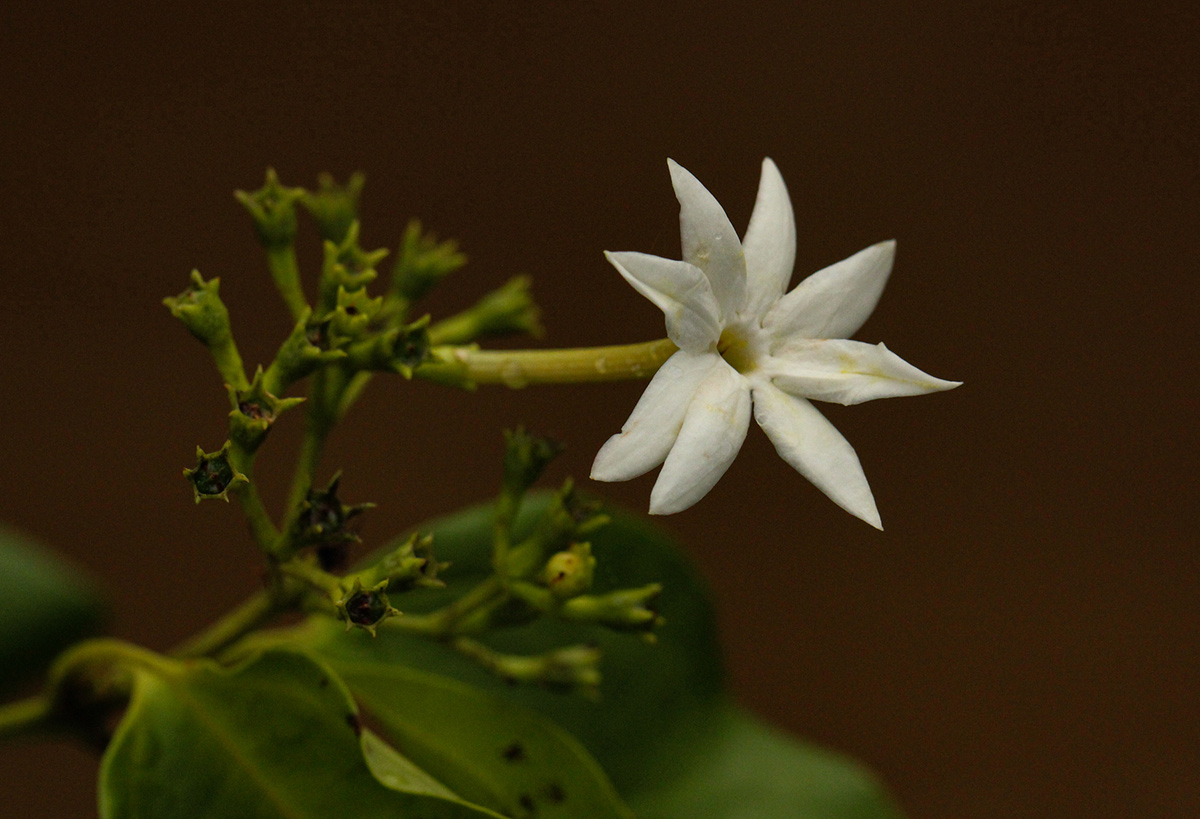 Jasminum dichotomum Jasminum dichotomum