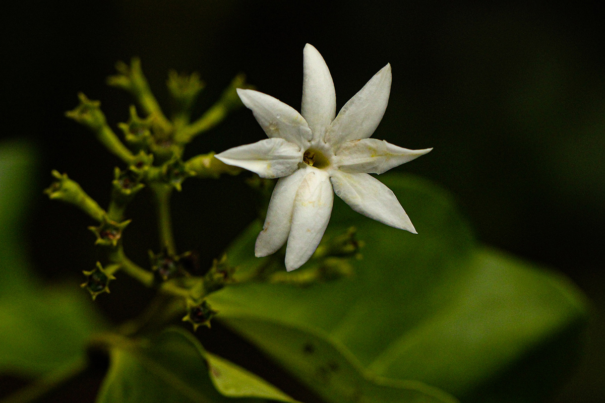 Jasminum dichotomum Jasminum dichotomum