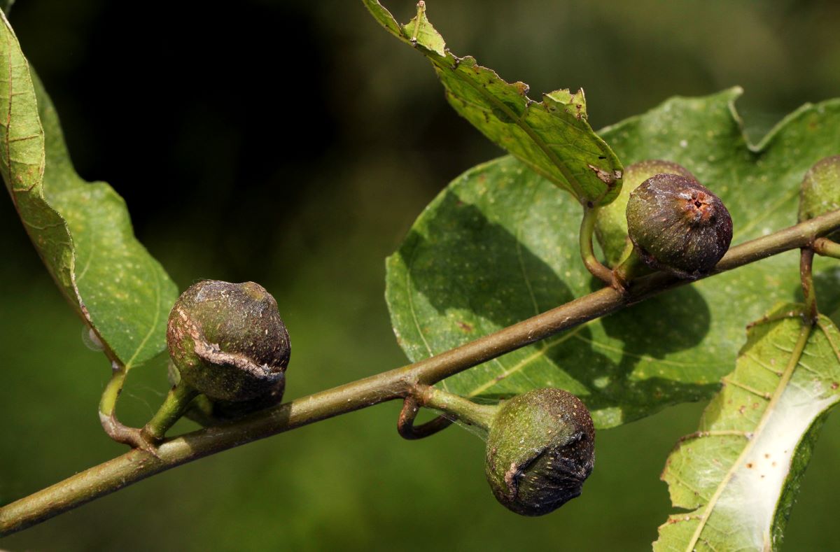 Ficus asperifolia Ficus asperifolia