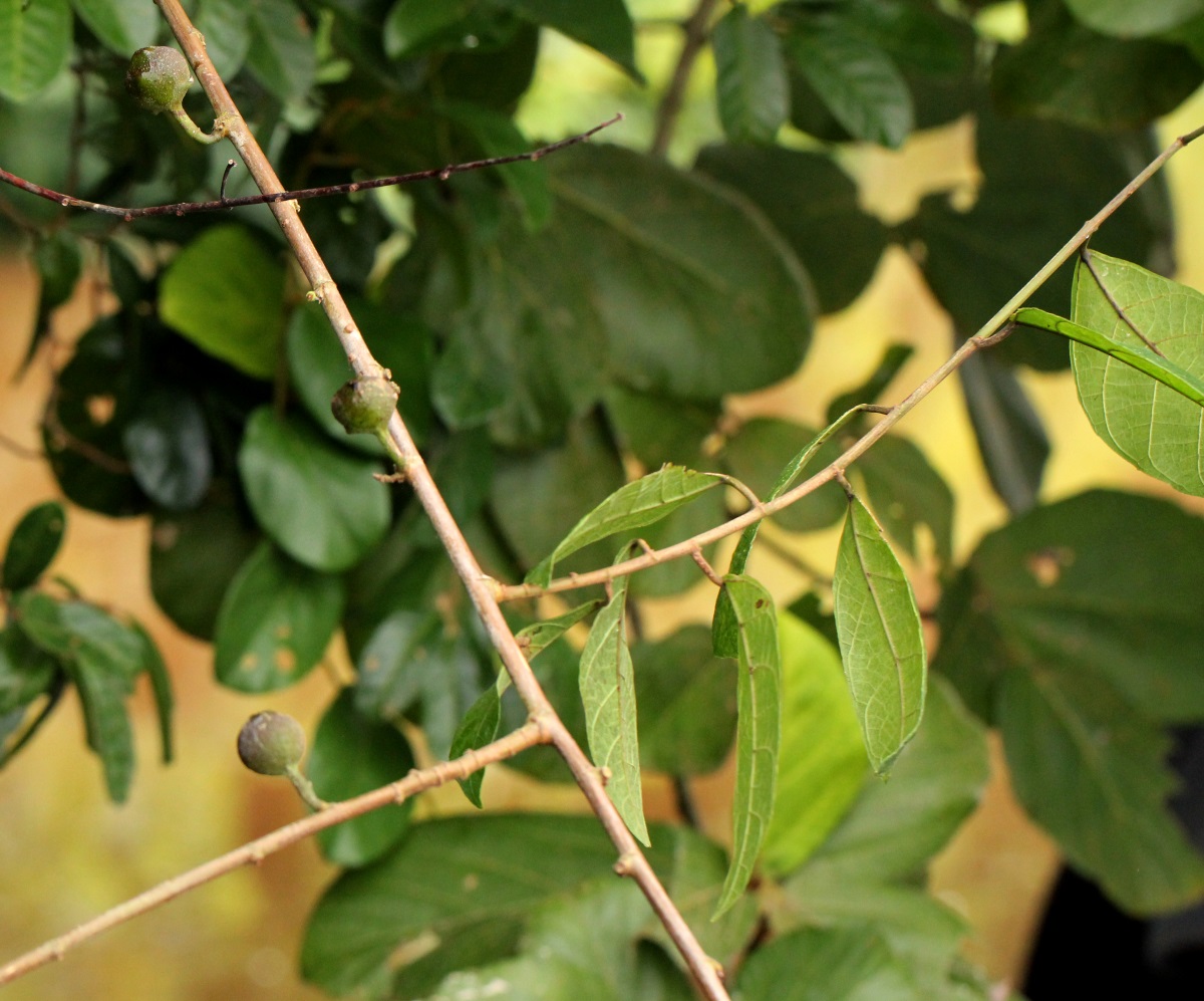 Ficus asperifolia Ficus asperifolia