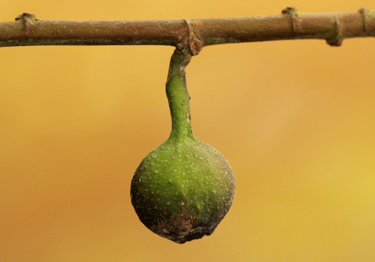 Ficus asperifolia Ficus asperifolia