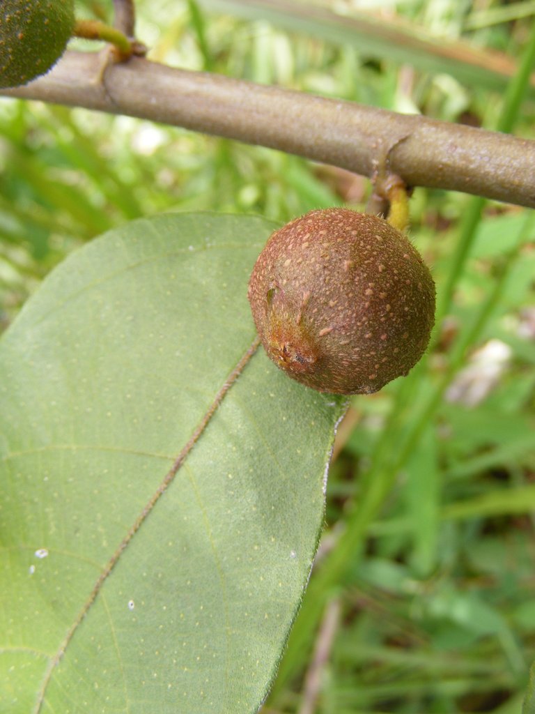 Ficus asperifolia Ficus asperifolia