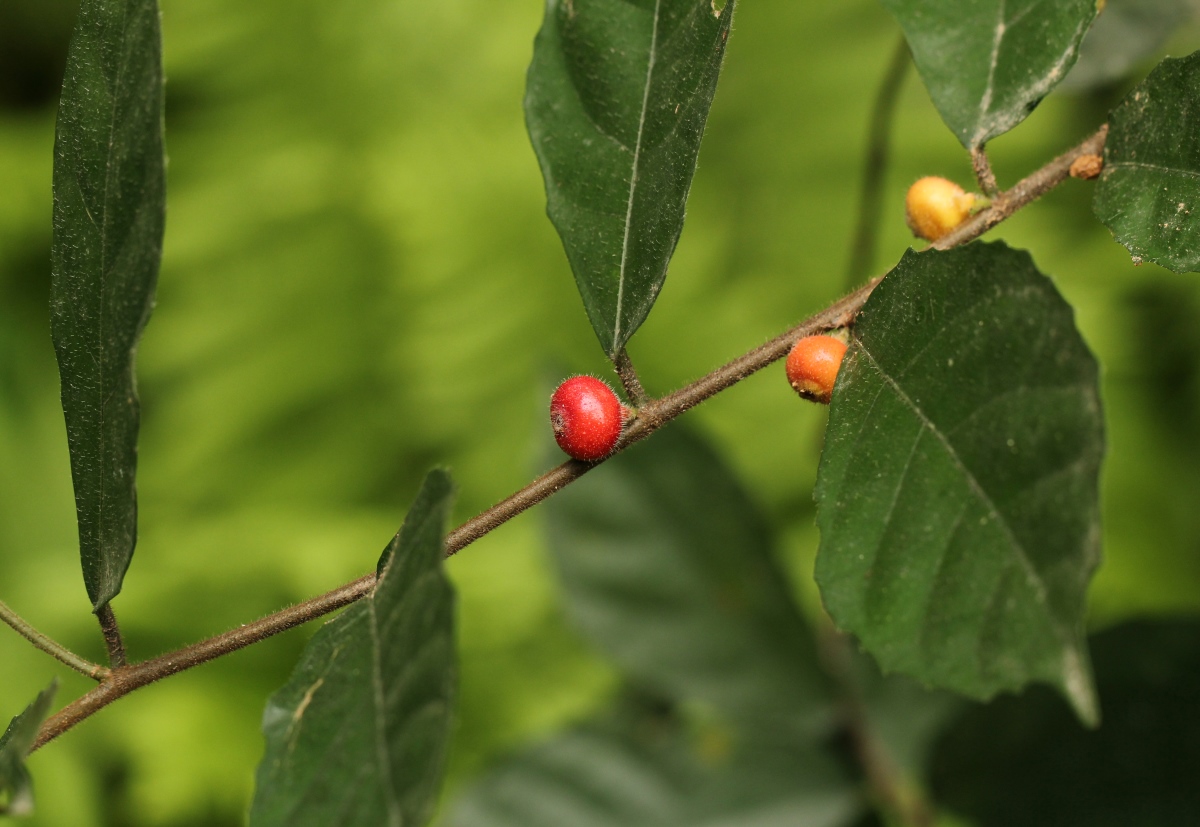 Ficus asperifolia Ficus asperifolia