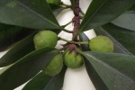 Ficus cyathistipula subsp. cyathistipula