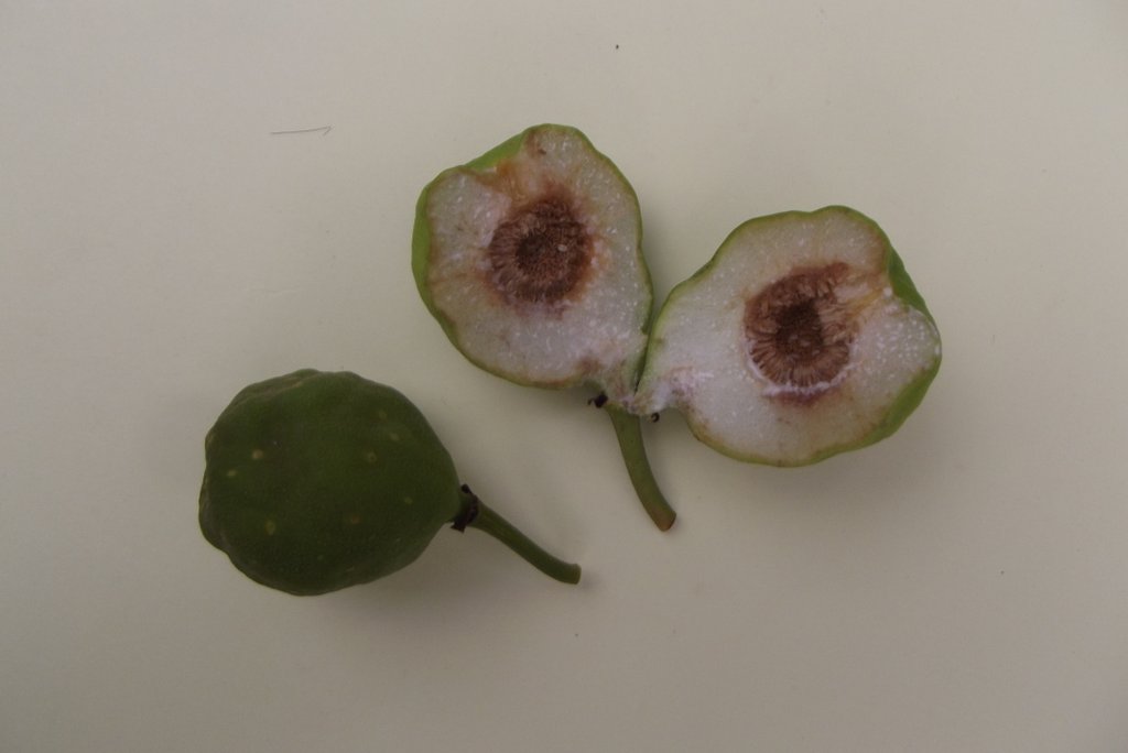 Ficus cyathistipula subsp. cyathistipula Ficus cyathistipula subsp. cyathistipula