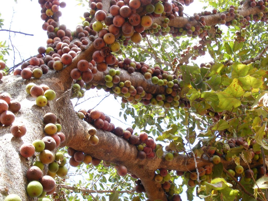 Ficus sansibarica subsp. macrosperma