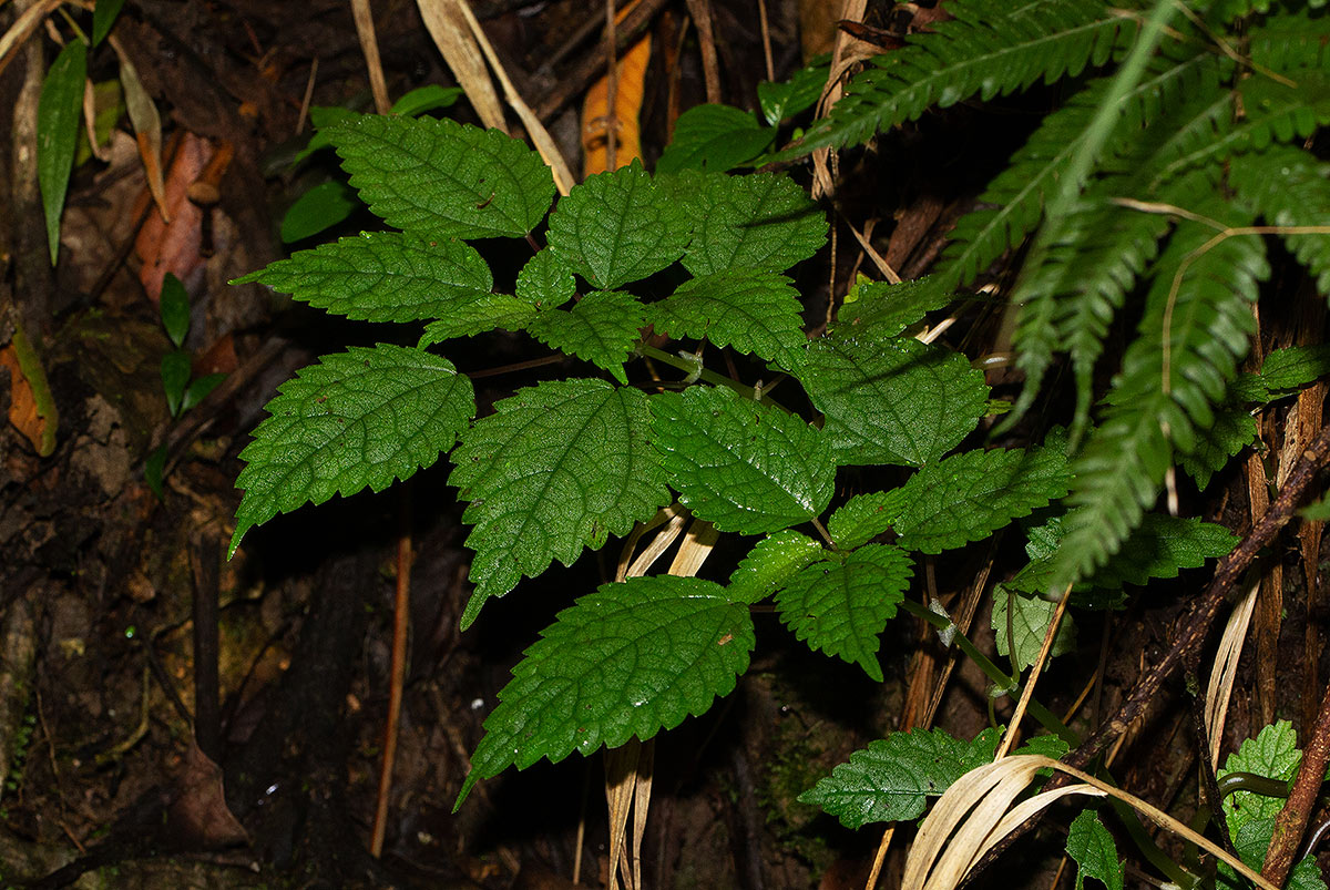 Pilea rivularis var. rivularis Pilea rivularis var. rivularis