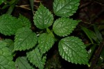 Pilea rivularis var. rivularis