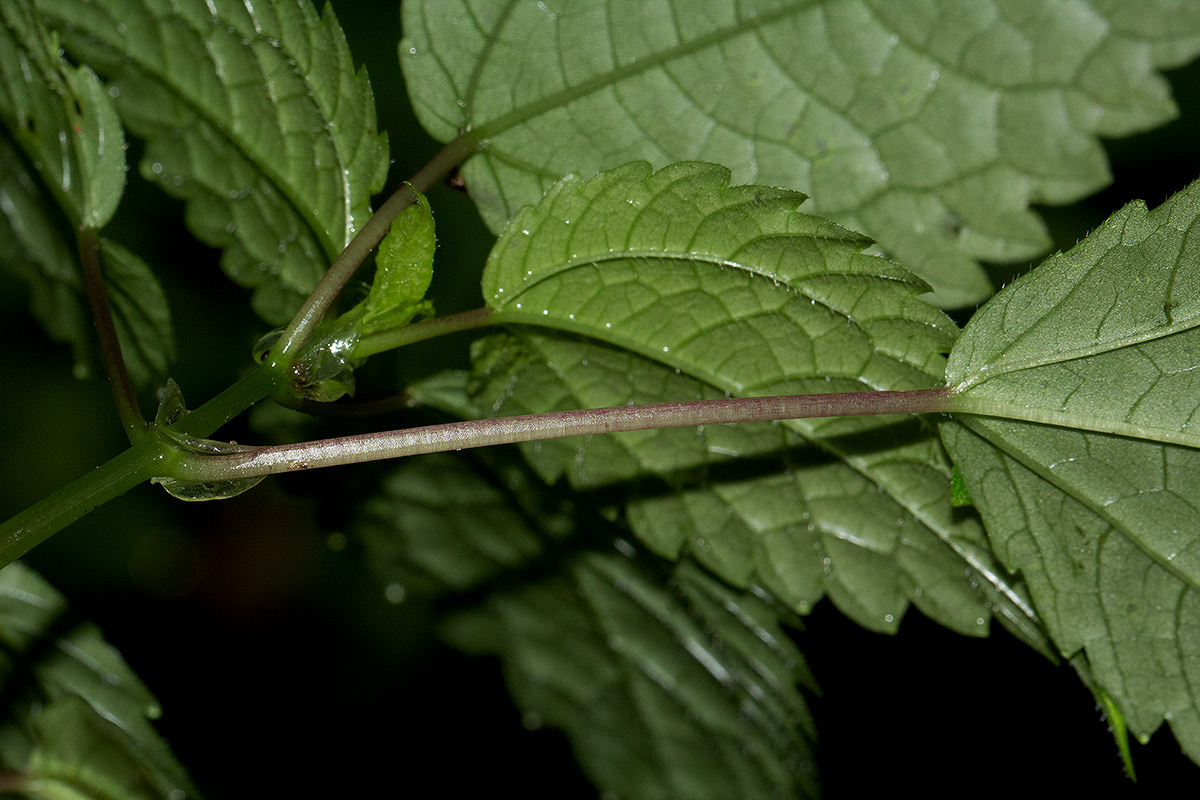 Pilea rivularis var. rivularis Pilea rivularis var. rivularis