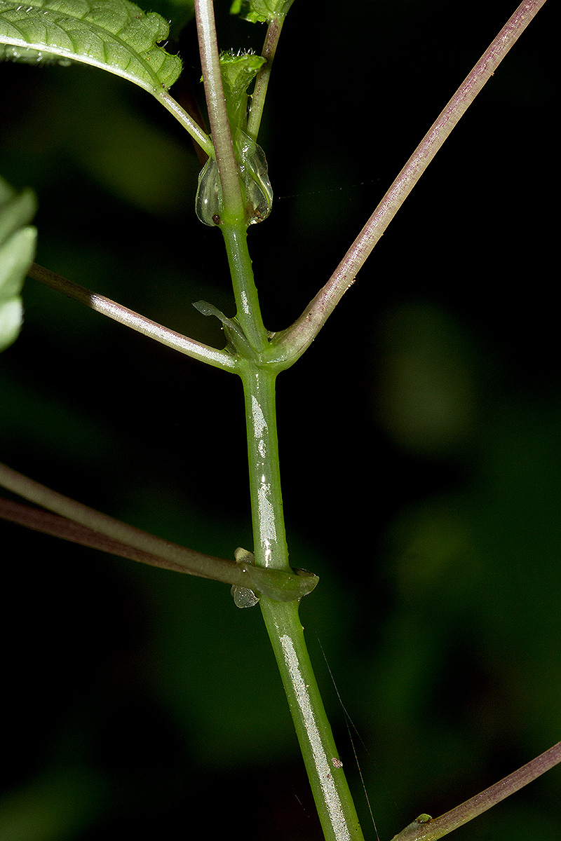 Pilea rivularis var. rivularis Pilea rivularis var. rivularis