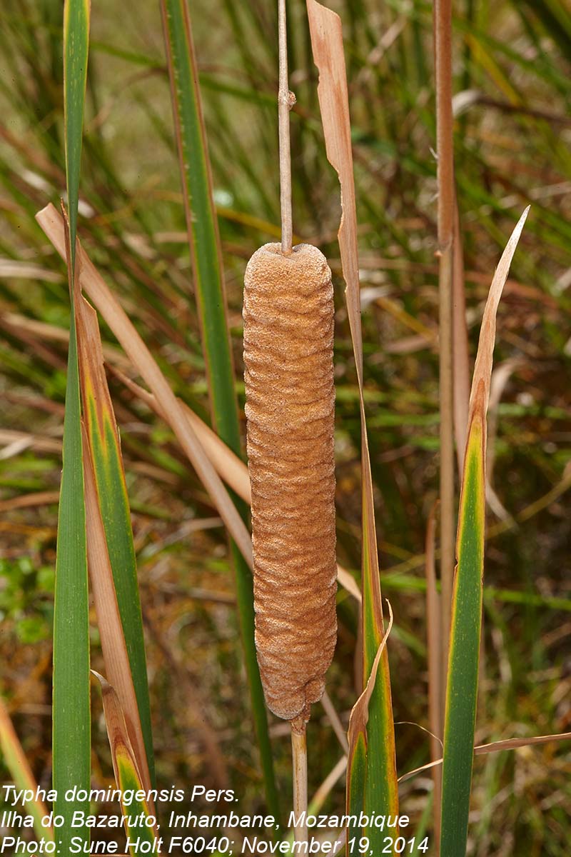 Typha domingensis Typha domingensis